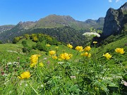 26 Trollius europaeus (Botton d'oro), con vista sul torrione del Corno Branchino ed oltre 